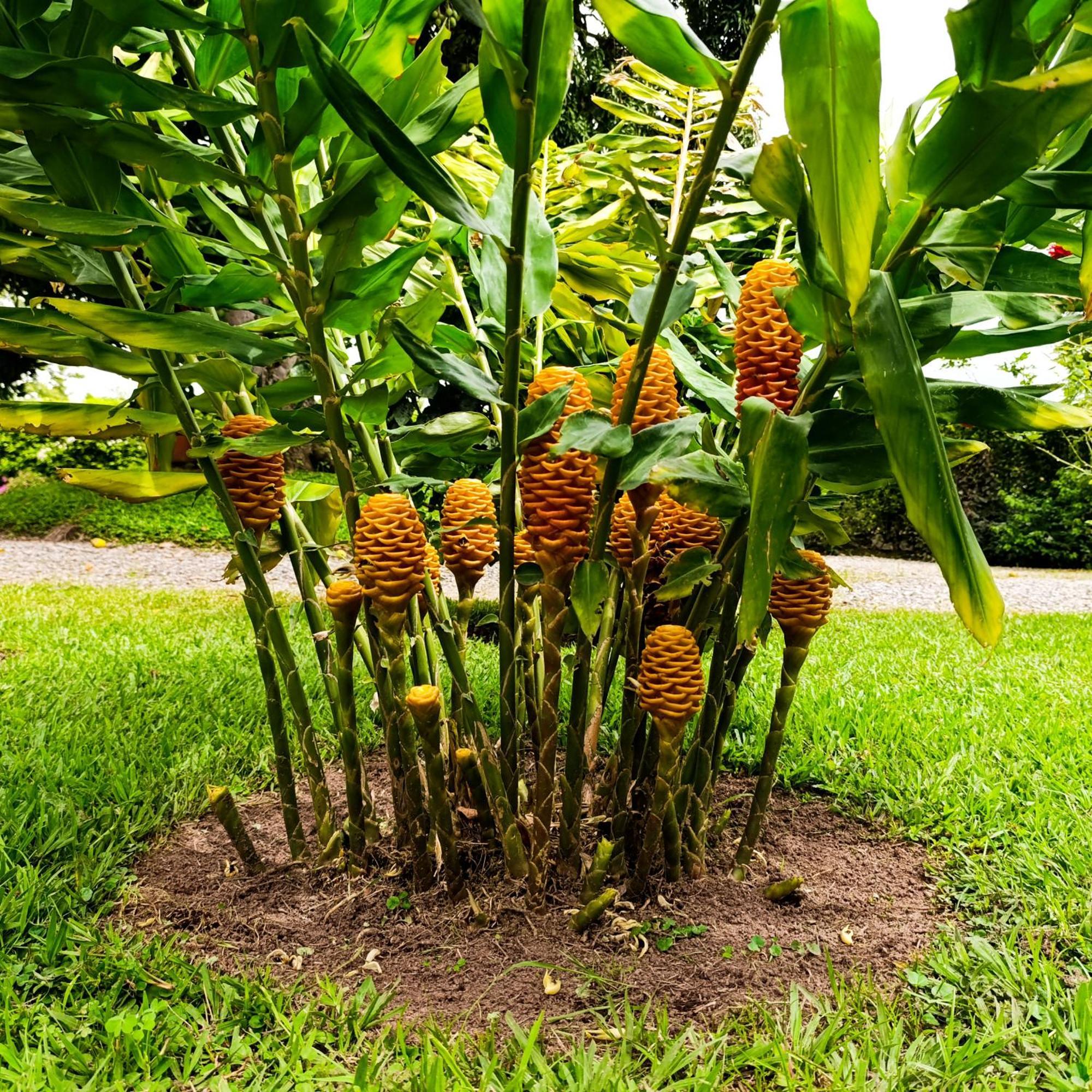 Hotel Campestre Los Mangos Quimbaya Exteriér fotografie